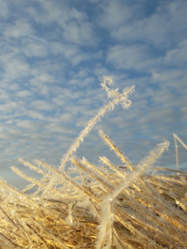 Frosty Hay Piece of hay coated in frost