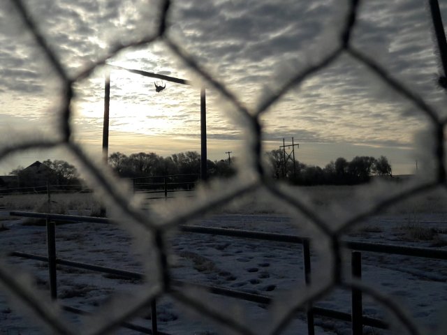 Details Buffalo head visible through the chicken fence
