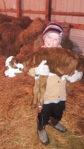 Peanut Carrying a baby calf