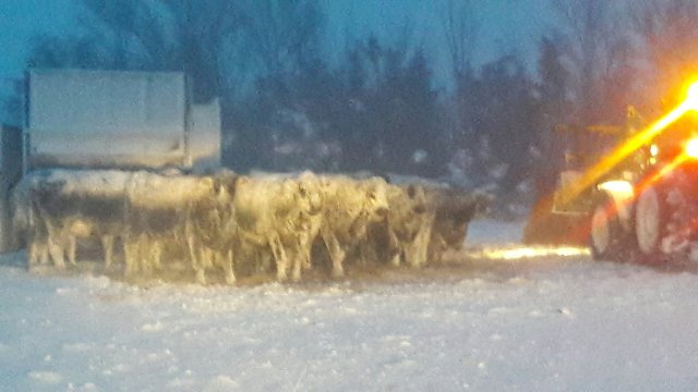 Snow covered cattle