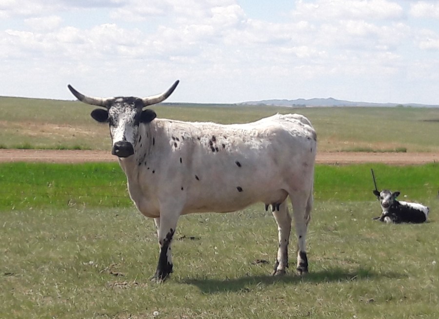Longhorn cow on the Blum Ranch in central South Dakota.